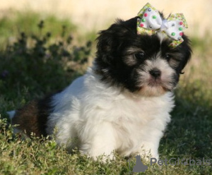 Photo №2 de l'annonce № 36388 de la vente shih tzu - acheter à Allemagne 