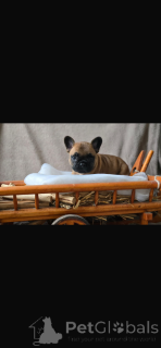 Photo №3. Chiot bouledogue français disponible. Allemagne