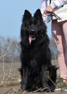 Photos supplémentaires: Chiots berger allemand, fille et garçon, avec documents, stigmatisation, vidéo,