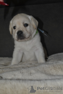 Photos supplémentaires: Labrador Retriever