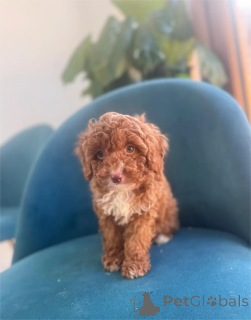 Photo №1. chien bâtard - à vendre en ville de Böblingen | 350€ | Annonce №153379