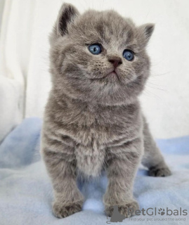 Photo №2 de l'annonce № 122121 de la vente british shorthair - acheter à USA annonce privée