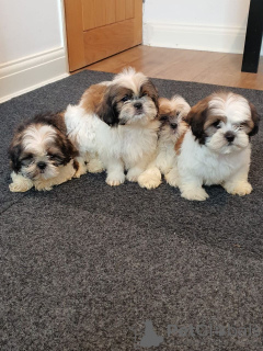 Photo №1. shih tzu - à vendre en ville de Virginia Beach | 473€ | Annonce №63475