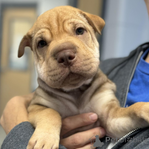 Photo №1. shar pei - à vendre en ville de Bilann | 450€ | Annonce №173384