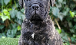 Photo №2 de l'annonce № 160040 de la vente bullmastiff - acheter à La Roumanie annonce privée
