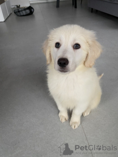 Photo №4. Je vais vendre golden retriever en ville de Poznan. annonce privée - prix - 400€