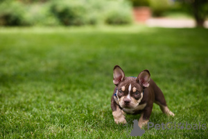 Photos supplémentaires: Chiots American Bully à vendre