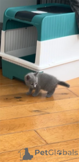 Photo №2 de l'annonce № 153218 de la vente bleu russe - acheter à Allemagne 