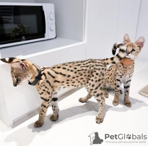 Photo №3. chatons serval. France