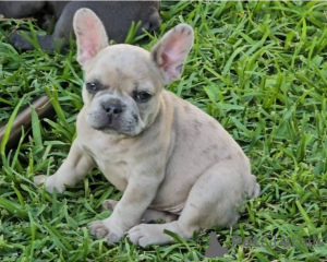Photo №1. bouledogue - à vendre en ville de Nashville | 531€ | Annonce №142262