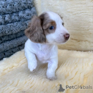 Photo №3. Mini-Dackelwelpen Zur Adoption. Allemagne