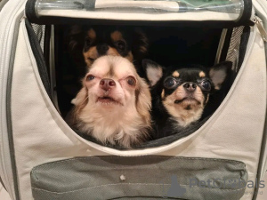 Photo №2 de l'annonce № 126842 de la vente chihuahua - acheter à France éleveur