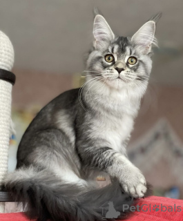 Photo №2 de l'annonce № 163175 de la vente maine coon - acheter à Allemagne éleveur