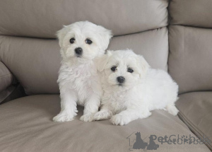 Photo №1. bichon maltais - à vendre en ville de Porto | négocié | Annonce №176885
