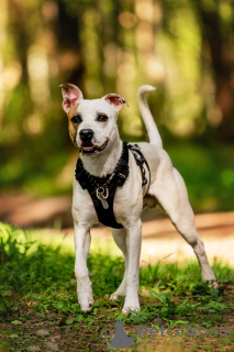 Photos supplémentaires: Le beau chien Darius est entre de bonnes mains.