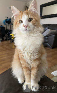 Photo №1. maine coon - à vendre en ville de Aizlingen | 400€ | Annonce № 157338