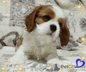 Photos supplémentaires: Cavalier King Charles Spaniel garçon prometteur