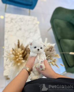 Photo №2 de l'annonce № 131506 de la vente bichon maltais - acheter à USA éleveur