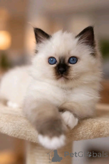 Photo №3. Chaton sacré de brimanie disponible. La finlande