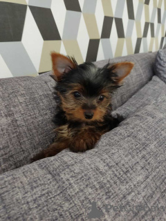 Photo №2 de l'annonce № 119351 de la vente yorkshire terrier - acheter à Allemagne annonce privée