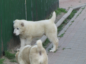 Photo №3. Chiots de berger d'Asie centrale. Biélorussie