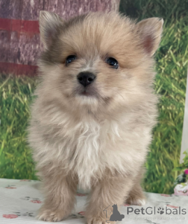 Photo №1. spitz nain - à vendre en ville de Los Angeles | négocié | Annonce №135812