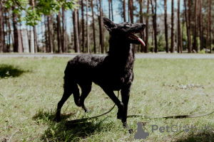 Photo №4. Je vais vendre chien bâtard en ville de Minsk. annonce privée - prix - Gratuit