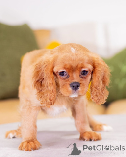 Photo №1. cavalier king charles spaniel - à vendre en ville de Eschenau | négocié | Annonce №155455