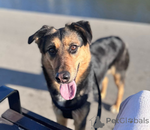 Photo №4. Je vais vendre chien bâtard en ville de Moskova. annonce privée - prix - Gratuit