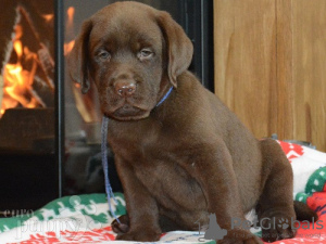 Photo №1. labrador retriever - à vendre en ville de Leipzig | Gratuit | Annonce №123919