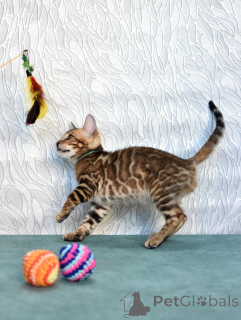 Photo №3. Chatons de race de la crèche. Biélorussie