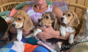 Photo №4. Je vais vendre beagle en ville de Берлинген.  - prix - Gratuit