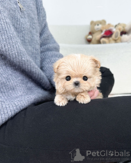 Photo №1. maltipu - à vendre en ville de Торонто | négocié | Annonce №134032