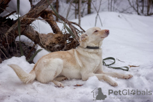 Photo №2 de l'annonce № 22503 de la vente chien bâtard - acheter à Fédération de Russie annonce privée