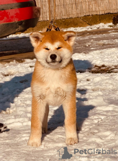 Photos supplémentaires: Chiots Akita Inu japonais