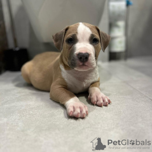 Photo №1. american staffordshire terrier - à vendre en ville de Budapest | 450€ | Annonce №100198