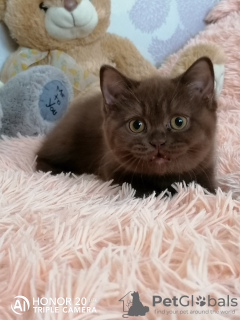 Photo №2 de l'annonce № 21800 de la vente british shorthair - acheter à Fédération de Russie de la fourrière