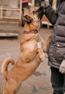 Photo №4. Je vais vendre chien bâtard en ville de Saint-Pétersbourg. annonce privée - prix - Gratuit