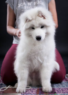 Photo №3. Samoyed. Super garçon. Fédération de Russie