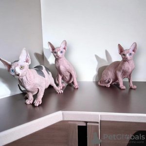 Photo №1. sphynx - à vendre en ville de Berlin | négocié | Annonce № 117753