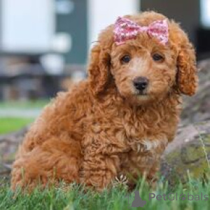 Photo №4. Je vais vendre caniche (jouet) en ville de Munich. annonce privée - prix - 700€