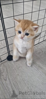 Photo №1. british shorthair - à vendre en ville de Nizhny Novgorod | 647€ | Annonce № 173306