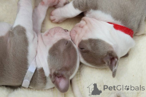 Photo №3. Disponible. USA