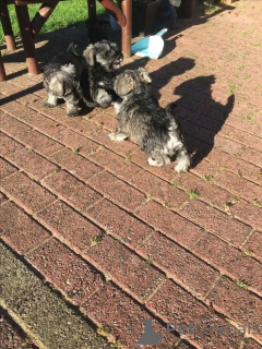 Photo №2 de l'annonce № 137789 de la vente schnauzer géant - acheter à Allemagne éleveur