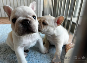 Photo №4. Je vais vendre bulldog anglais, bouledogue en ville de Leipzig. éleveur - prix - négocié