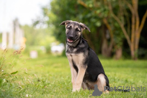 Photo №4. Je vais vendre chien bâtard en ville de Москва. annonce privée - prix - Gratuit