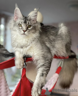 Photo №2 de l'annonce № 163187 de la vente maine coon - acheter à Allemagne éleveur