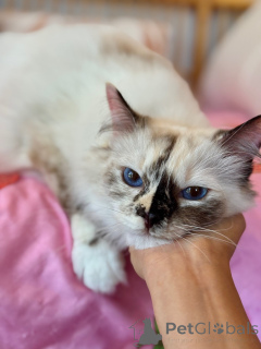 Photo №1. ragdoll - à vendre en ville de Cornet | négocié | Annonce № 155569
