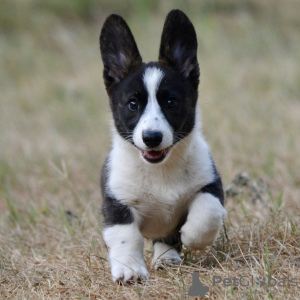 Photos supplémentaires: Welsh Corgi Cardigan chiot FCI