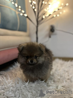 Photo №4. Je vais vendre spitz nain en ville de Inđija. éleveur - prix - négocié